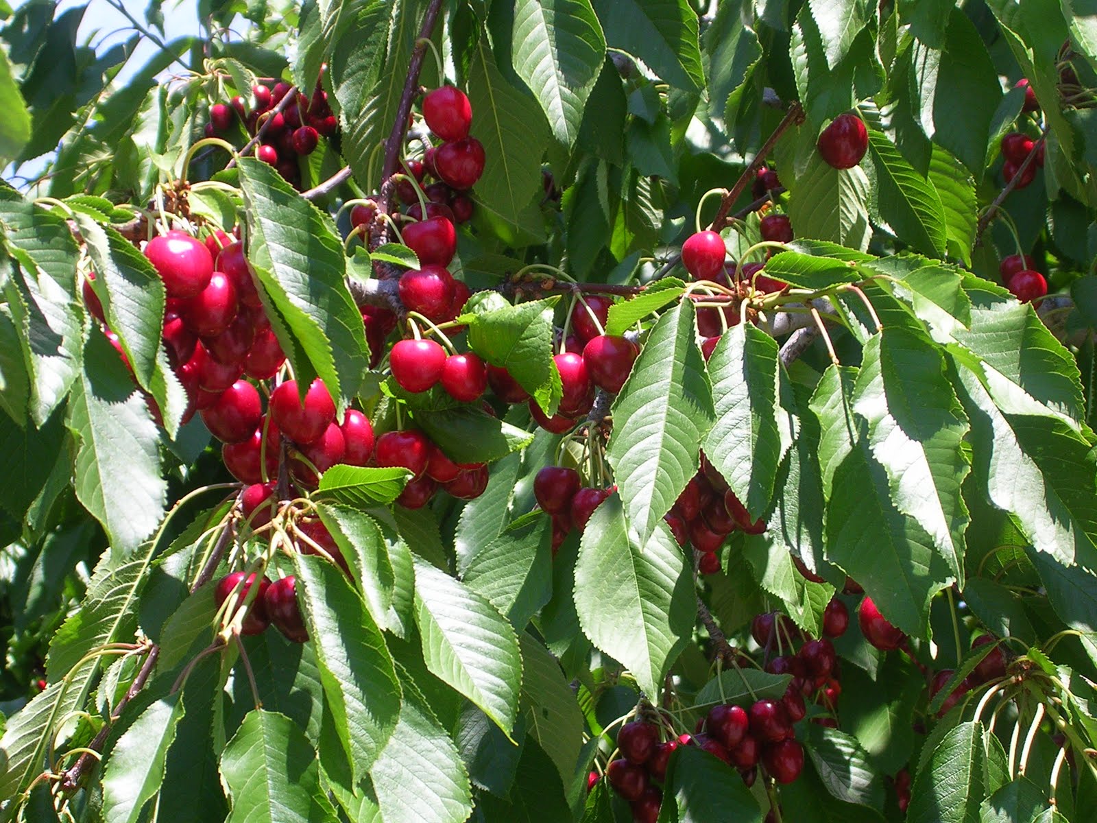 Cherry Tree With Fruits HD Wallpaper Home Of