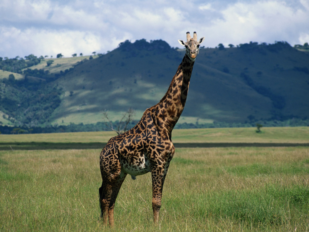 Set As Desktop Background Wallpaper Animals Beasts Giraffe