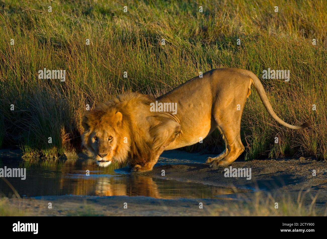 Side Profile Of A Lion Drinking Water Ngorongoro Conservation