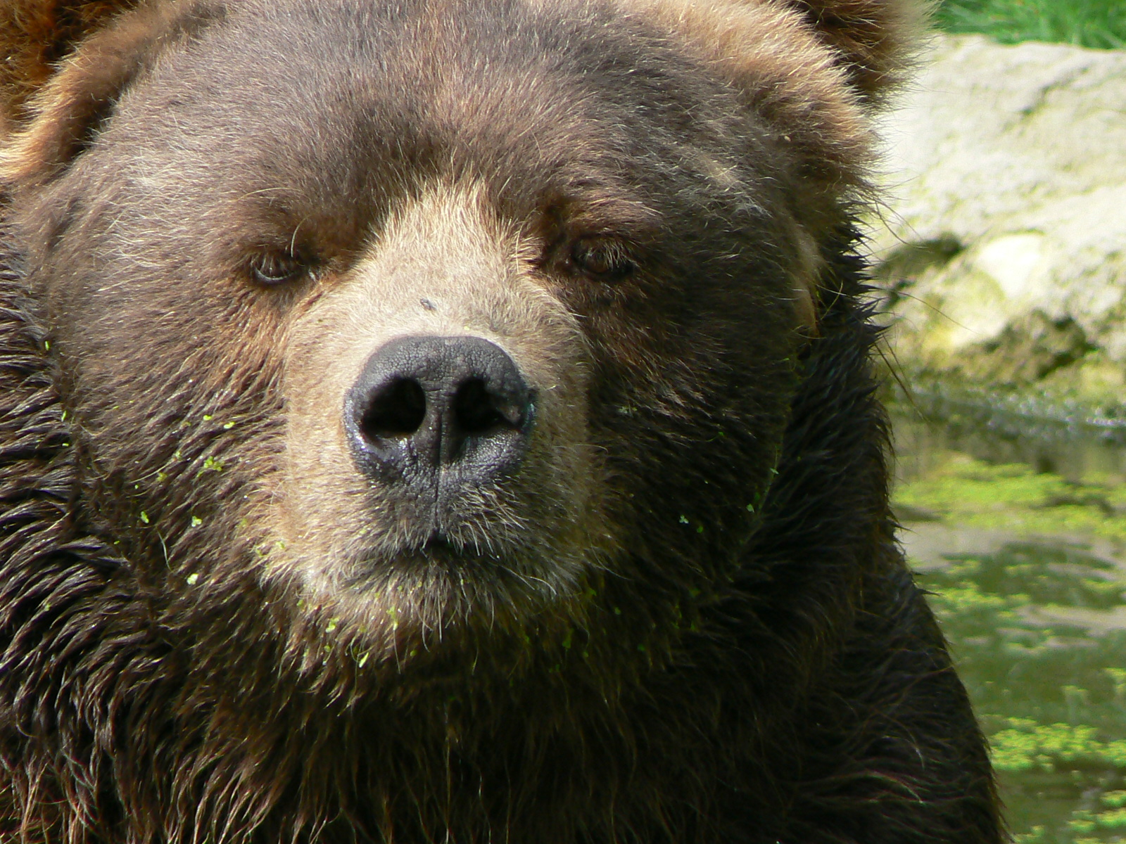 Description Closeup Kodiak Bear Male Jpg