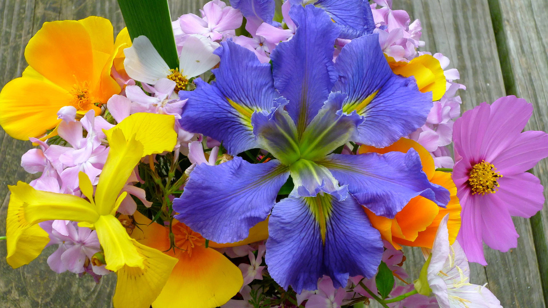 Spring Flowers Widescreen HD Desktop Wallpaper