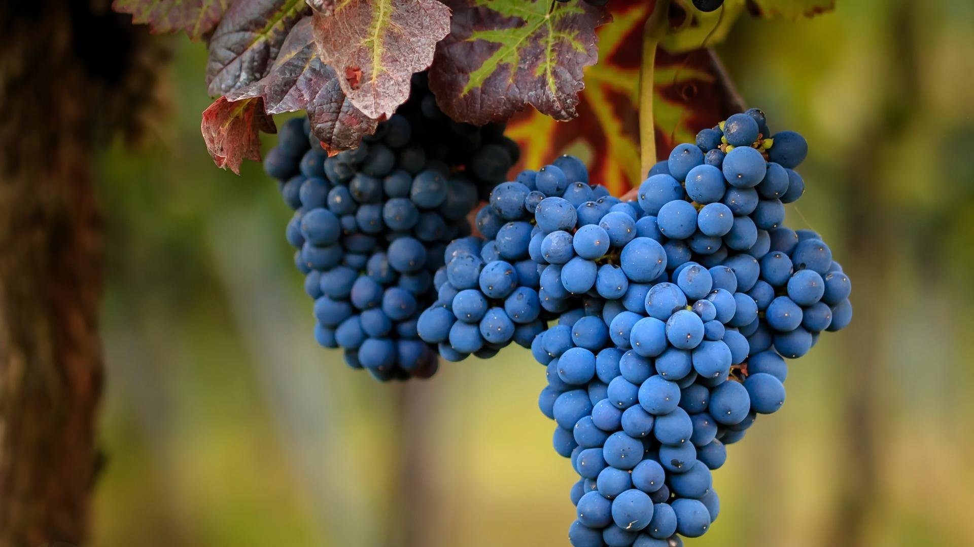 Grape Wallpaper On