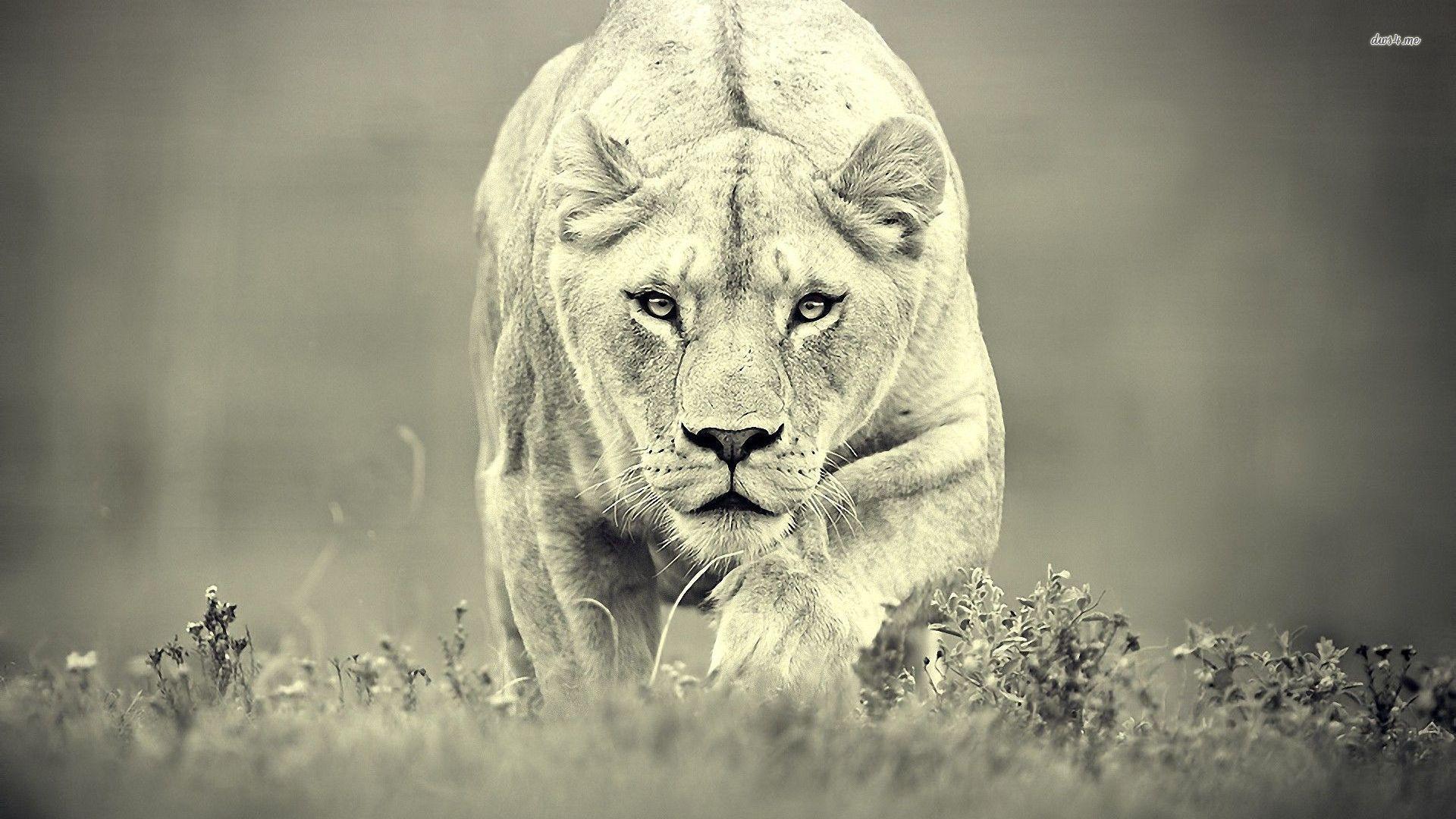 Wallpaper ID: 7745 / lioness, big cat, predator, glance, art, 4k free  download