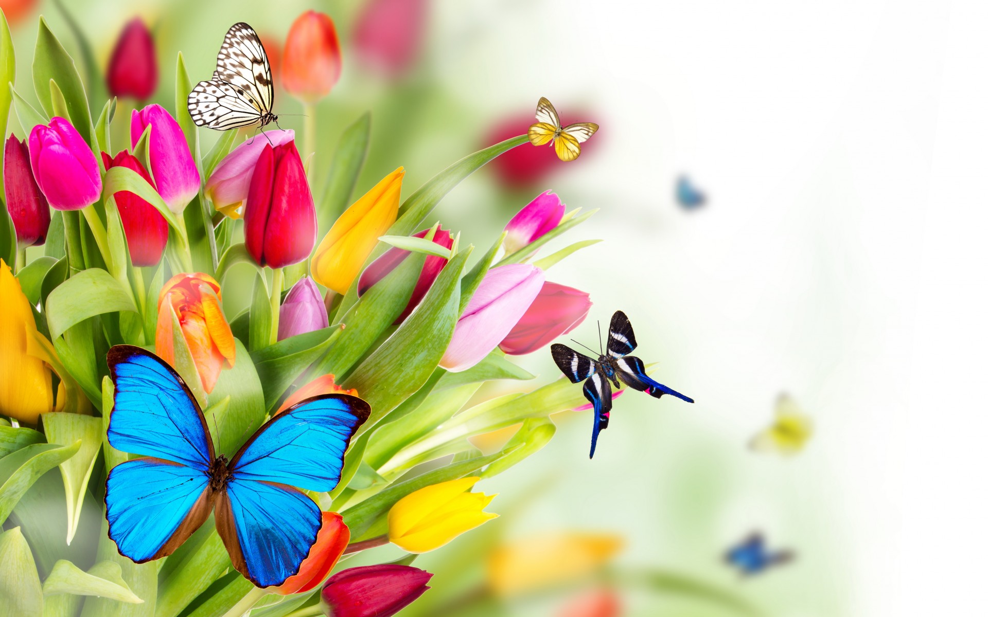 Spring Flowers Image Wallpaper