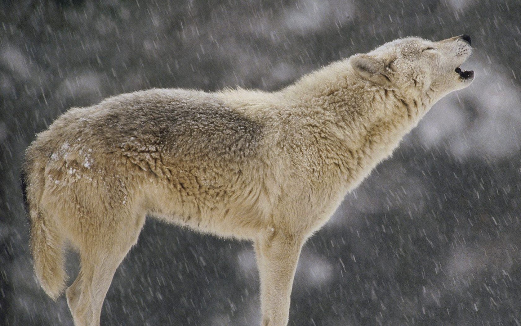 Animals Howling Wolf Timber Wallpaper