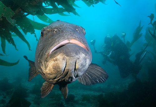 Black Sea Bass Photo And Wallpaper Cute Pictures