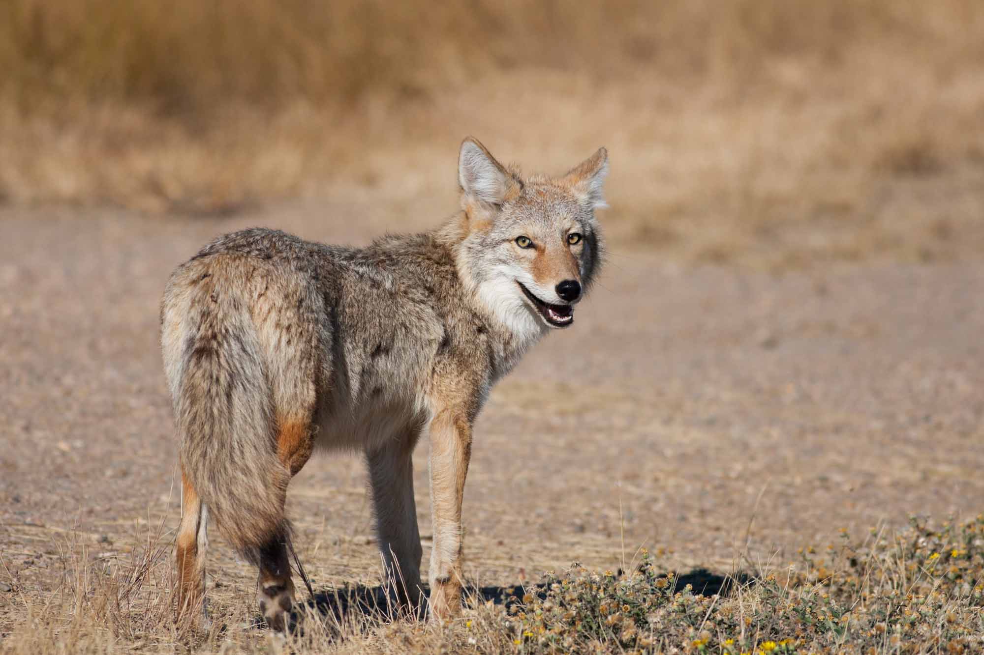 Coyote Wallpaper Image Photos Picture