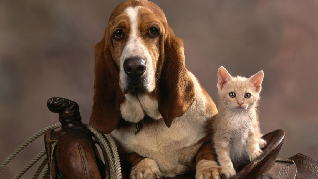 Of Cat And Dog Wallpaper Title Desktop Pics