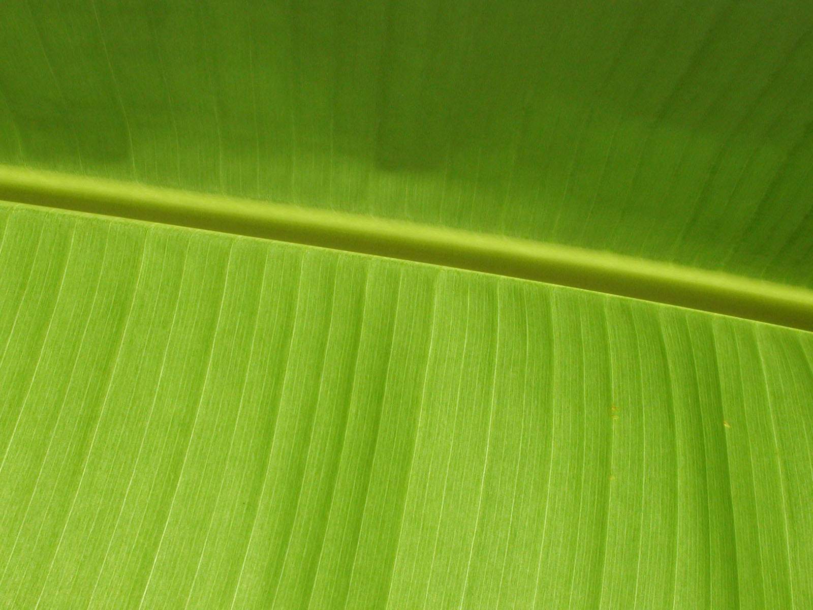 Vista Wallpapers Textures Vista Wallpaper Leaf Pattern