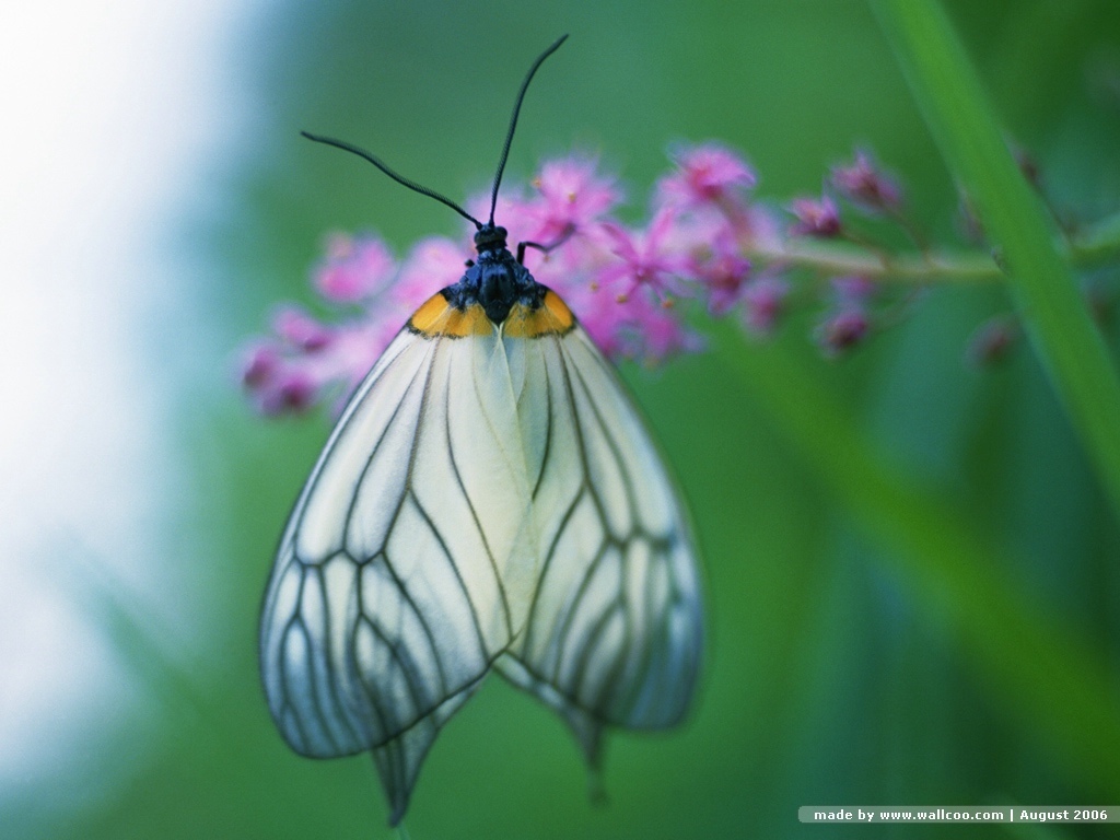 Funny Animated Butterfly Wallpaper Animal