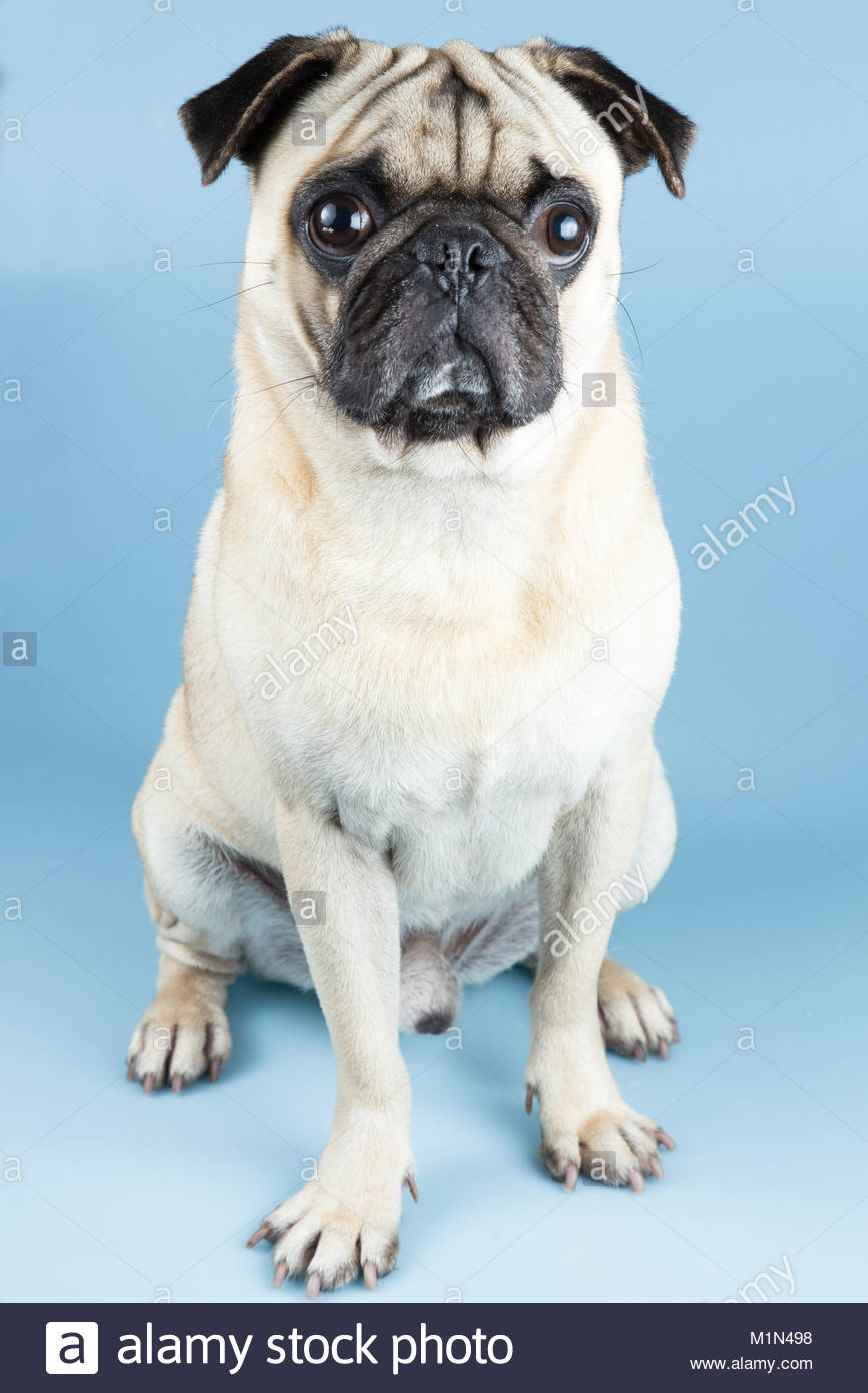 A Cute Fawn Pug Sitting Down Placed In Blue Background Stock