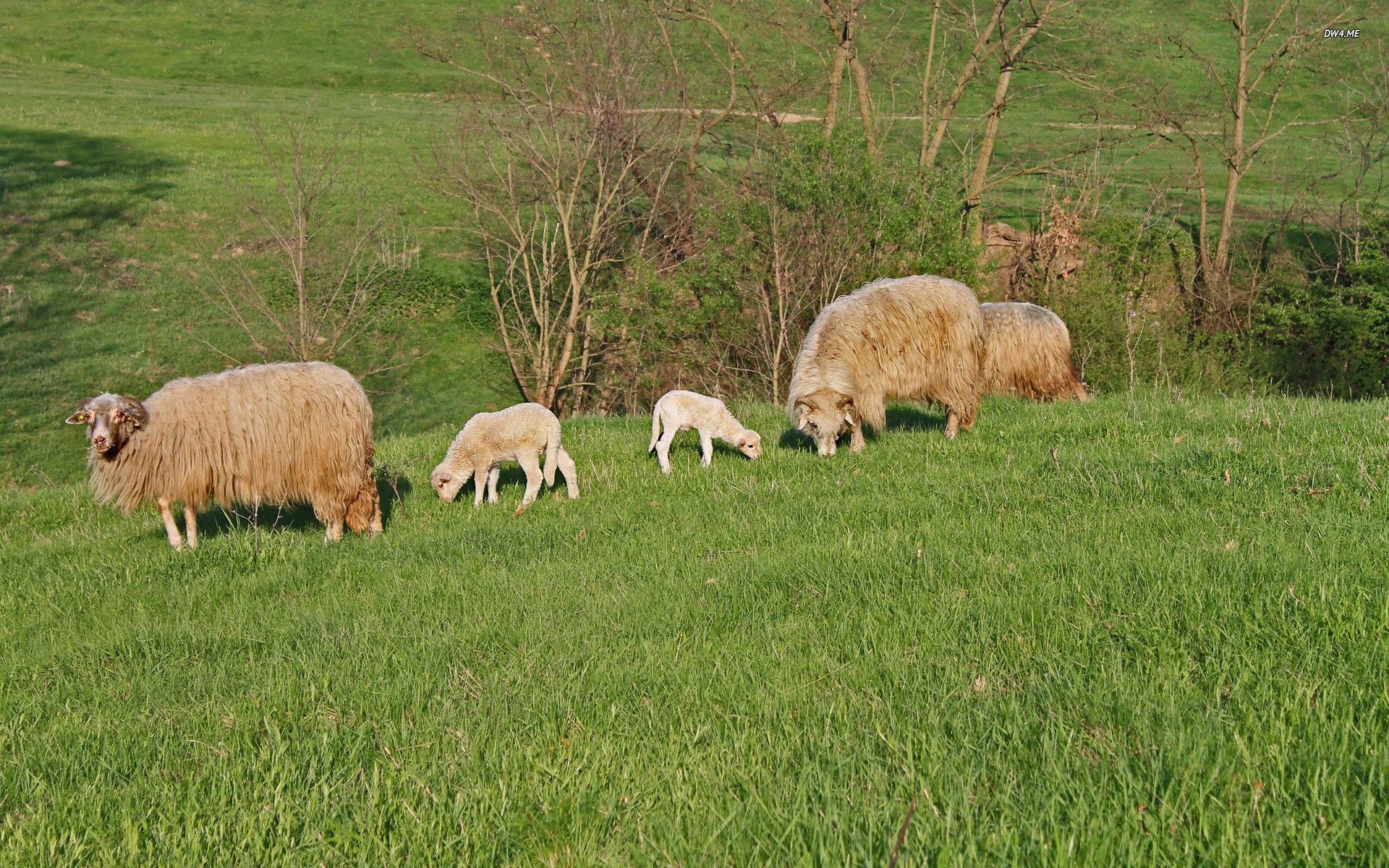 Sheep Wallpaper Animal