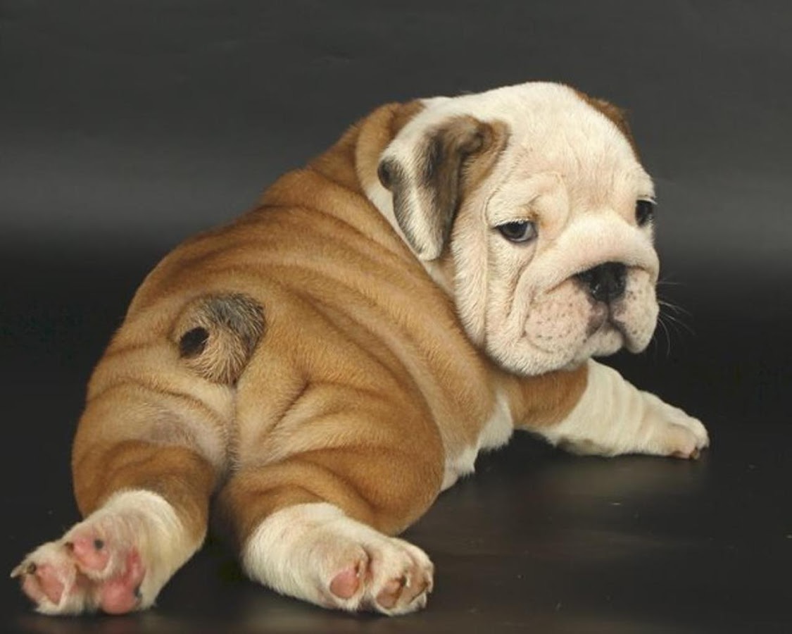 English Bulldog Wallpapers   Android Apps on Google Play