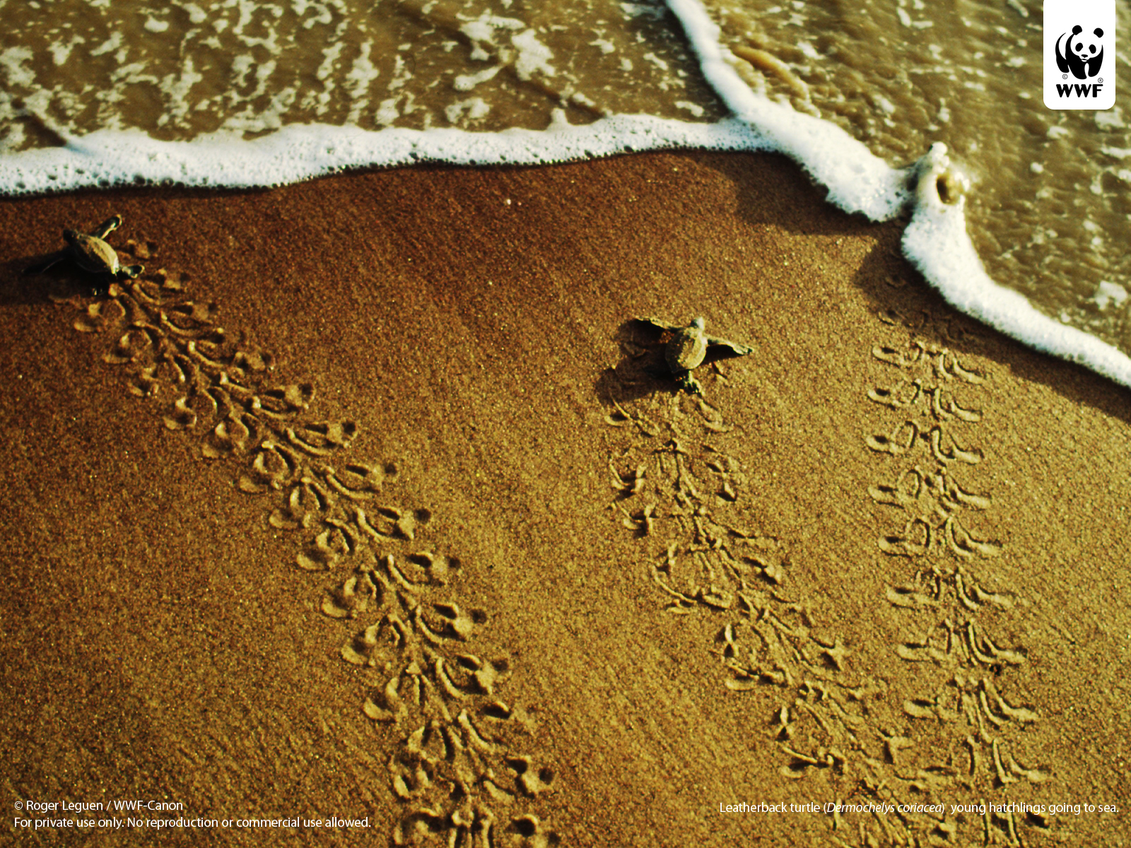 Baby Sea Turtle iPhone Wallpaper Pc