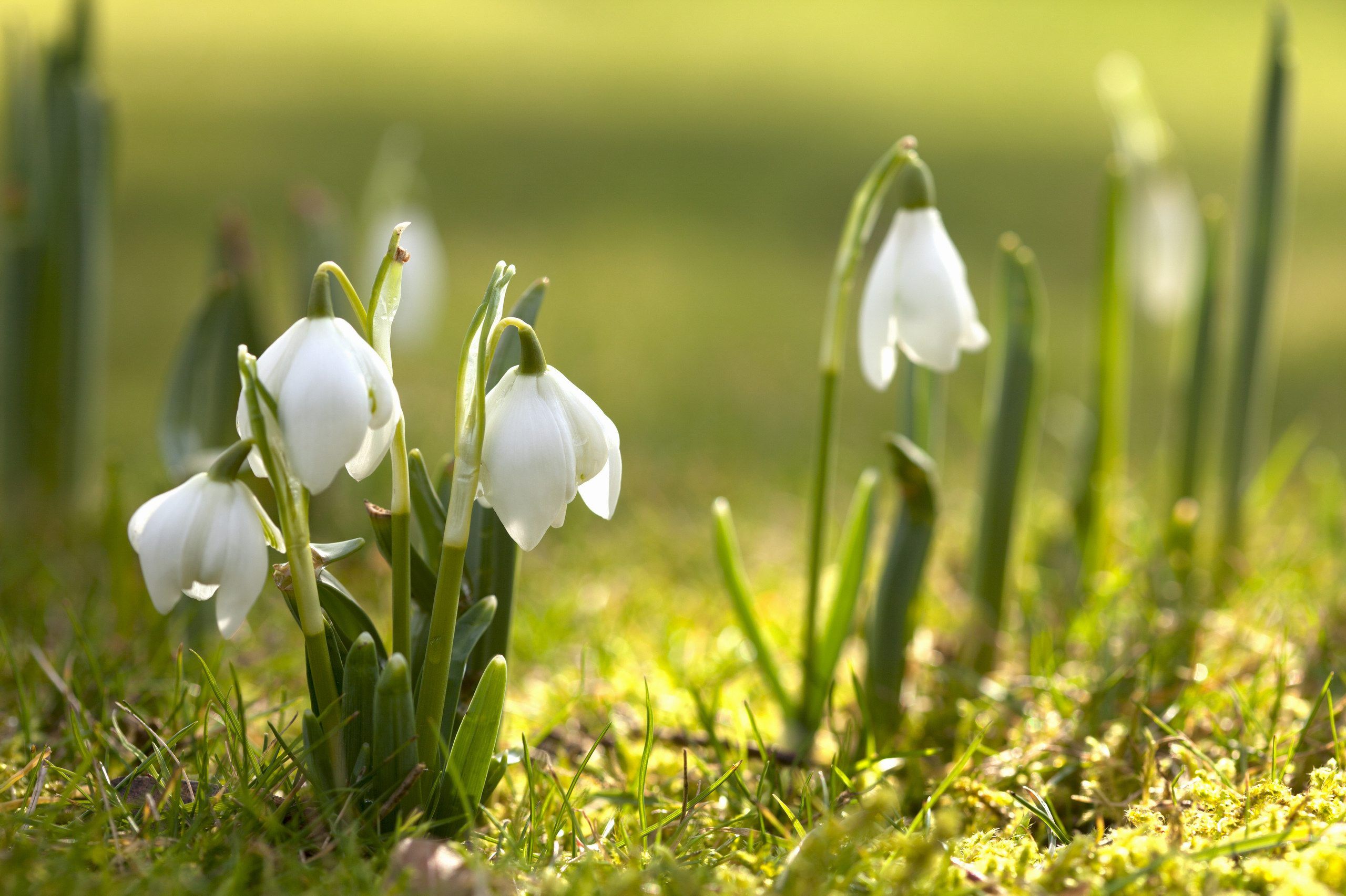 Những hình nền mùa xuân sẽ mang đến cho bạn những tia hy vọng, tràn đầy sức sống và màu sắc tươi tắn. Hãy dành chút thời gian để chiêm ngưỡng những gợi ý đầy ấn tượng về mùa xuân trong bộ sưu tập hình nền đầy chất lượng này.