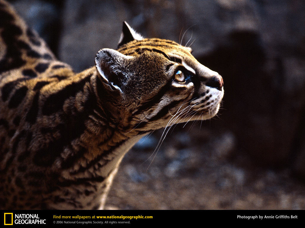 Ocelot National Geographic Wallpaper
