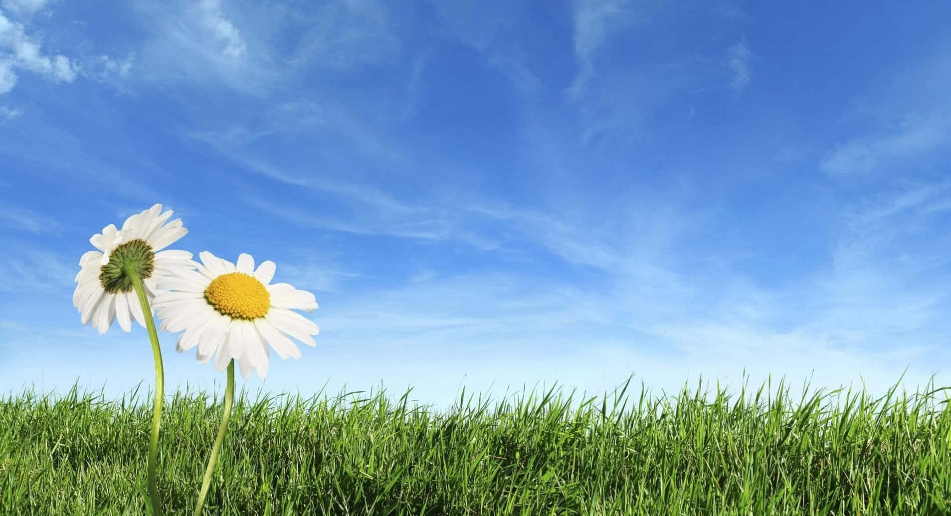 Enjoy The Beautiful Spring Wallpaper
