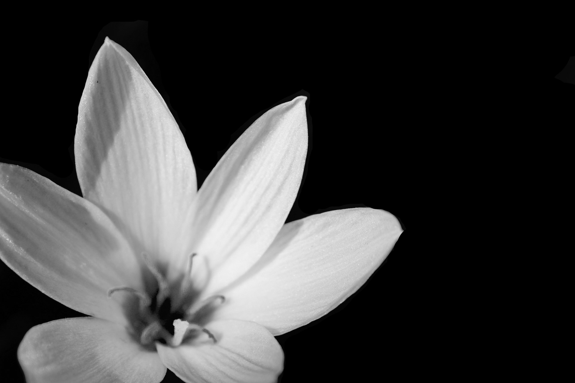 Black And White Flower Background Stock Photo HD Public