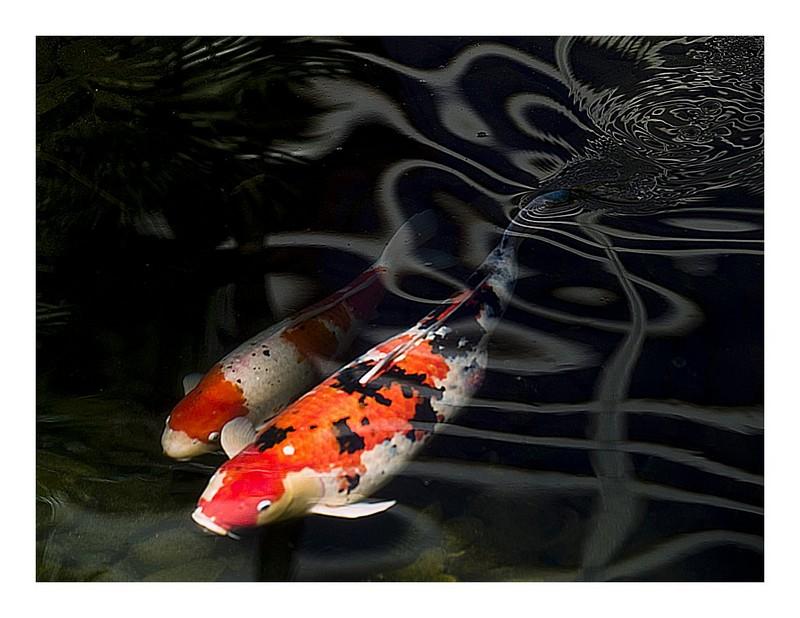 Koi Fish HD Wallpaper Android Apps On Google Play