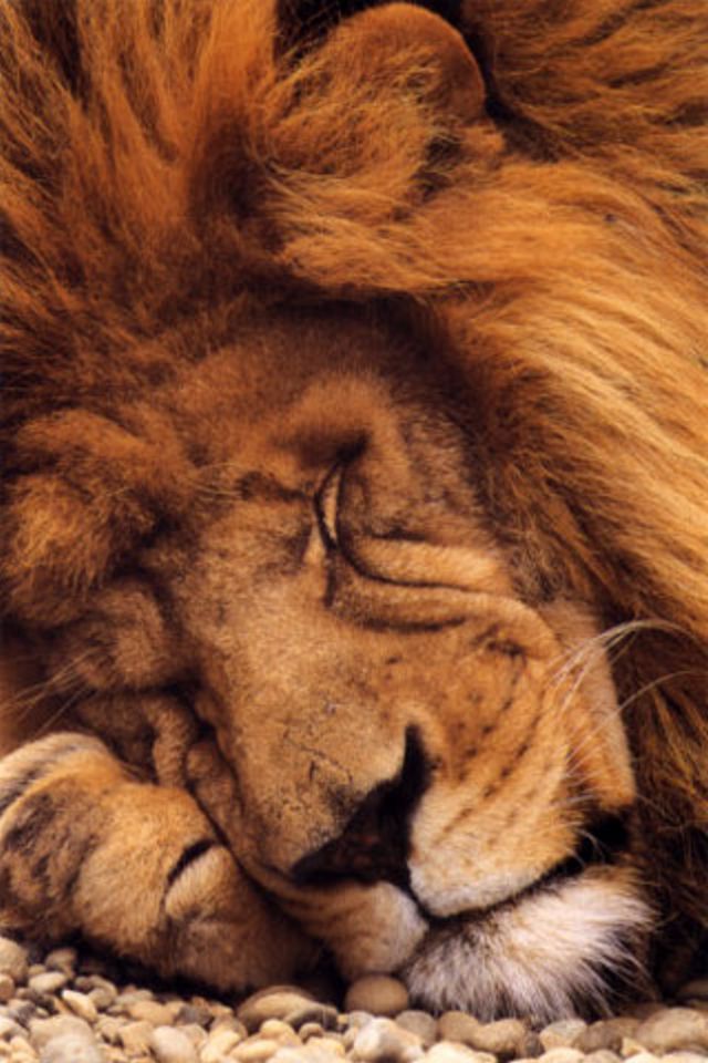 Sleeping Lion iPhone Wallpaper HD