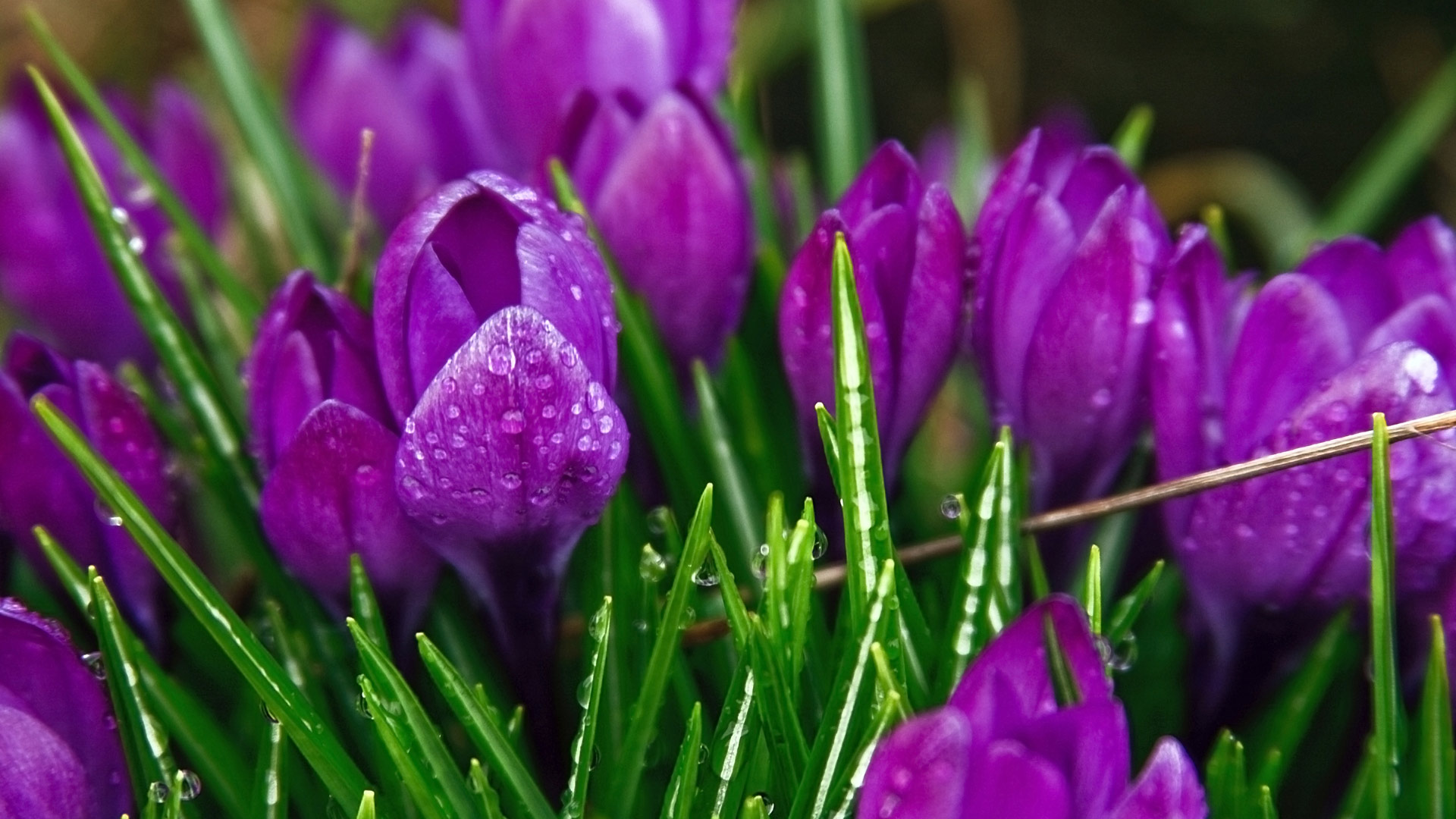 Flowers Amazing Purple 4k Ultra HD Pics