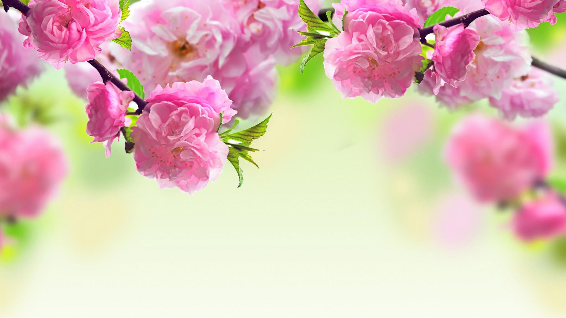 Spring Flowers Wallpaper Desktop Background Picserio