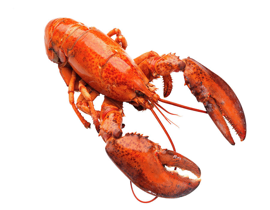 Lobster On White Background Photograph By Johner Image