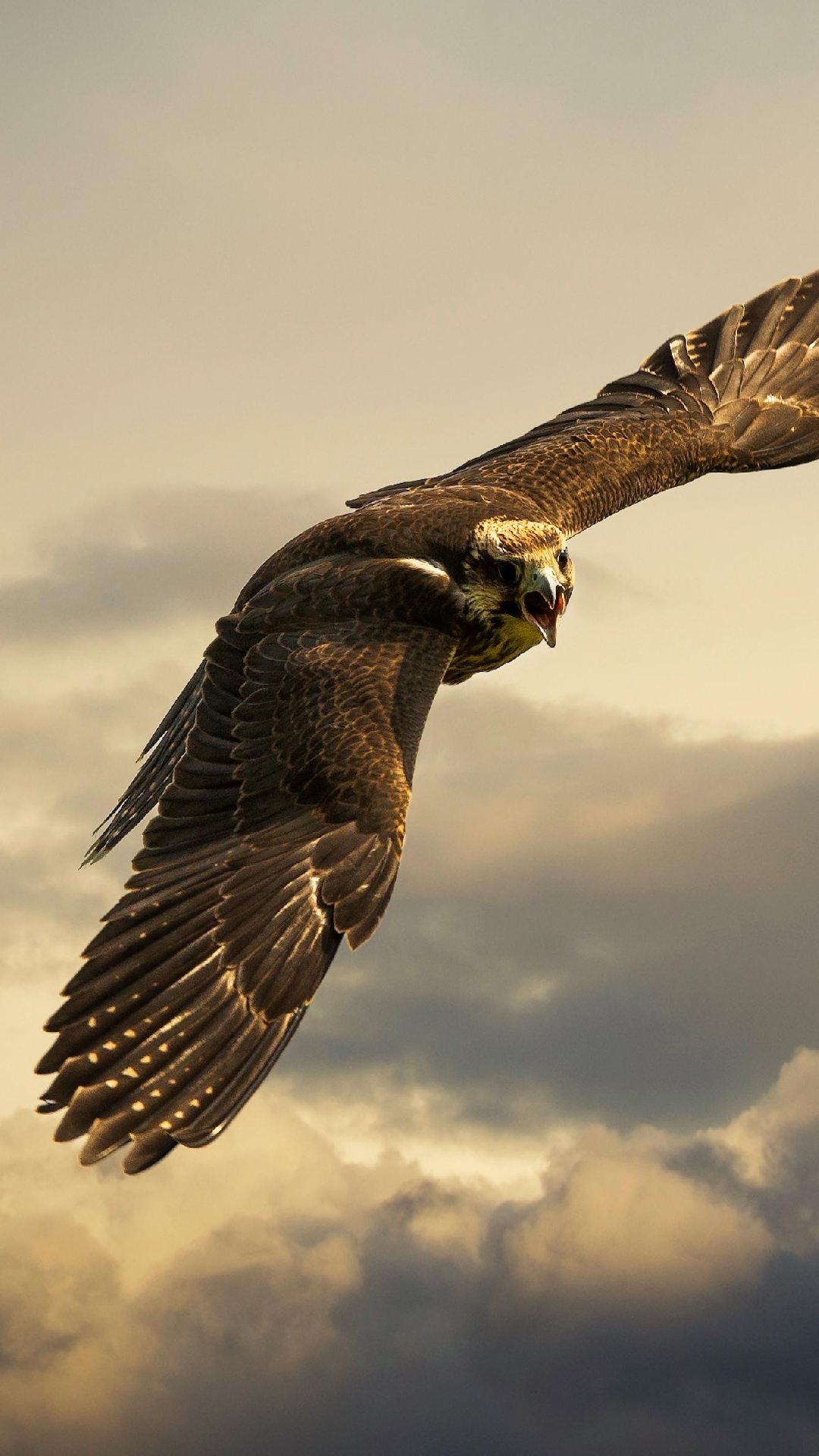 Eagle Wallpaper Image Photos Picture
