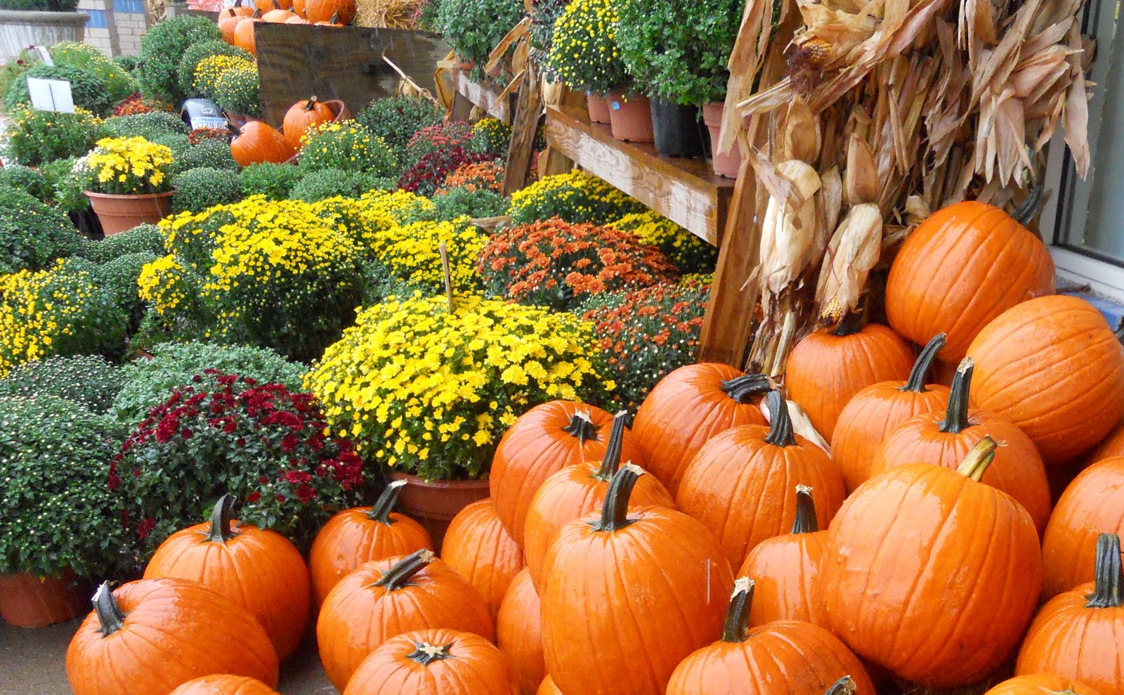 Fall Pumpkins Wallpaper Today Is A Beautiful Day