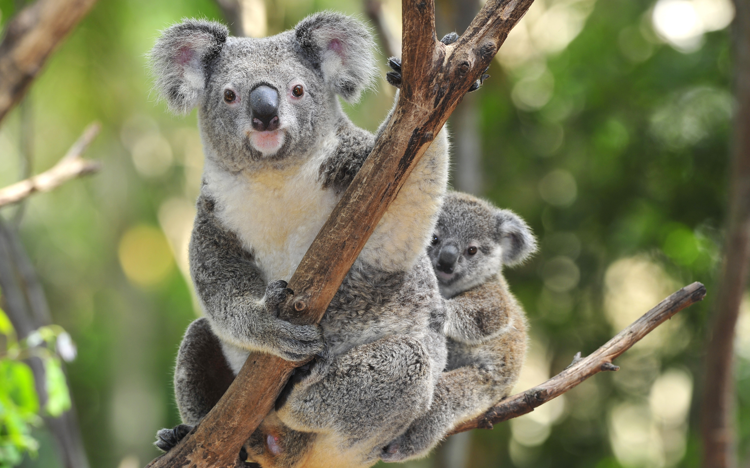 Koala Puter Wallpaper Desktop Background Id