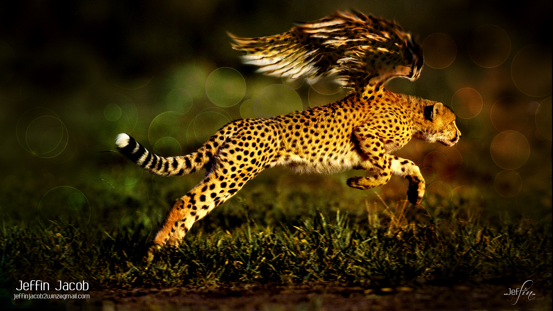 Pics Photos Cheetah Wallpaper HD
