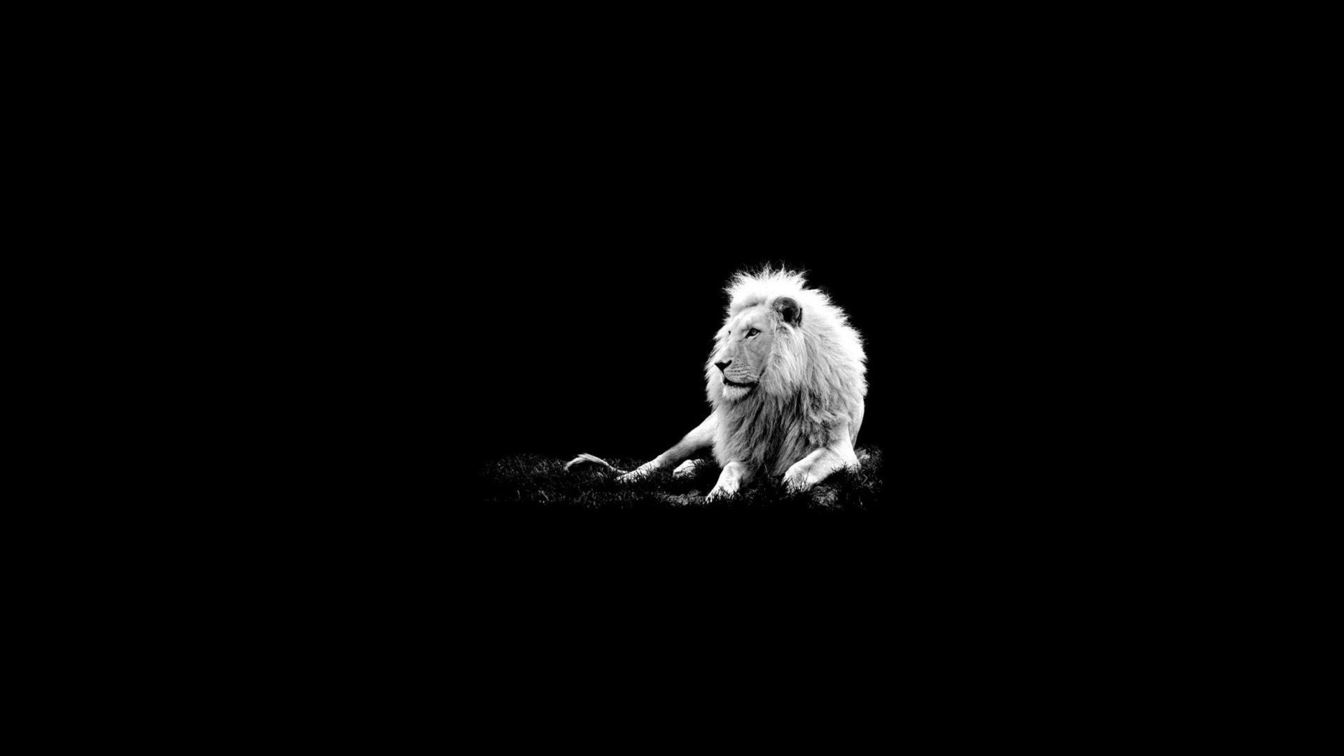White Lion Desktop Wallpaper HD Background
