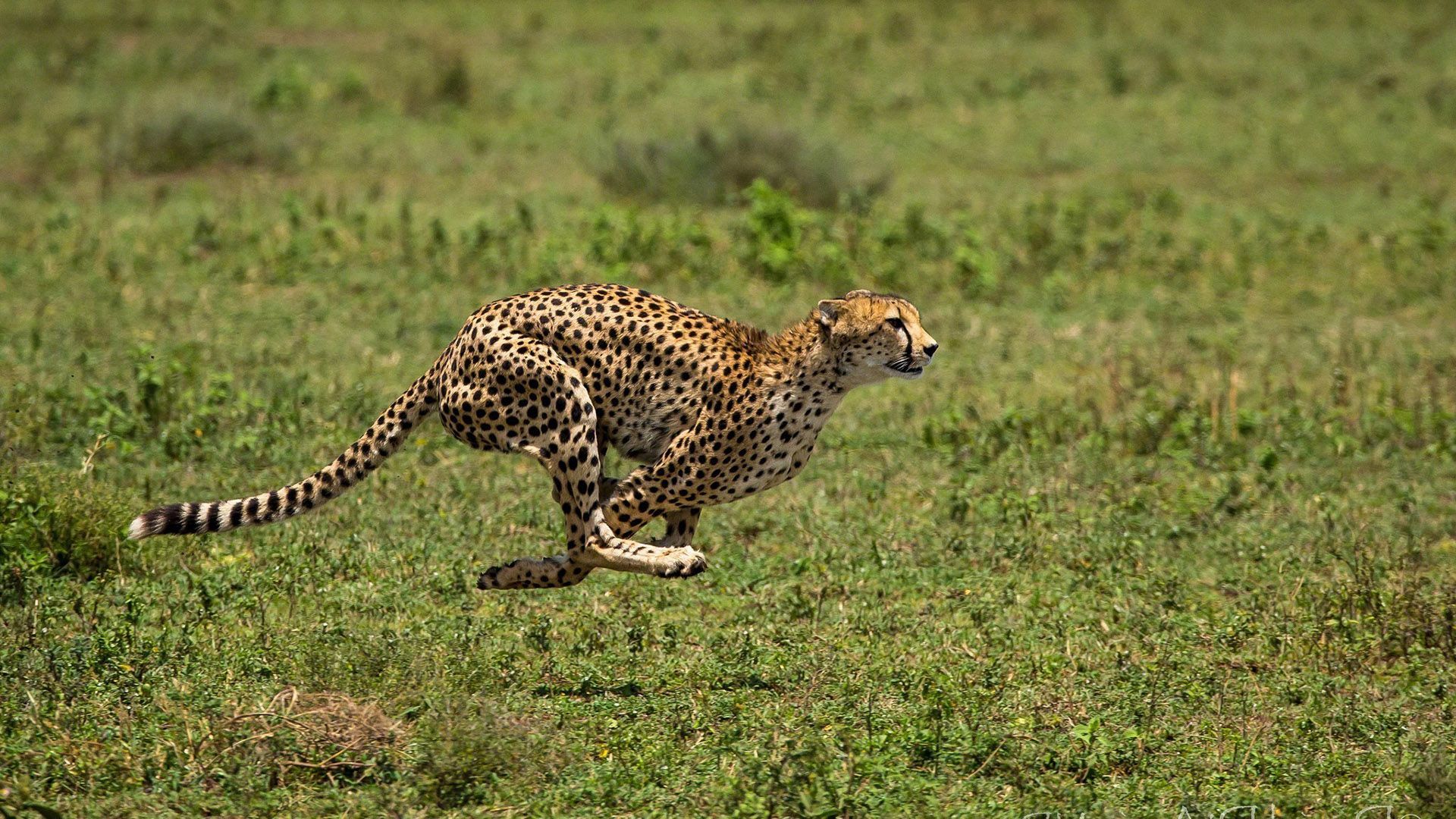 Free download running cheetah animal hd wallpaper 1920x1080 32150jpg  [1920x1080] for your Desktop, Mobile & Tablet | Explore 37+ Cheetah Running  Wallpaper | Cheetah Wallpapers, Cheetah Background, Wallpaper Cheetah