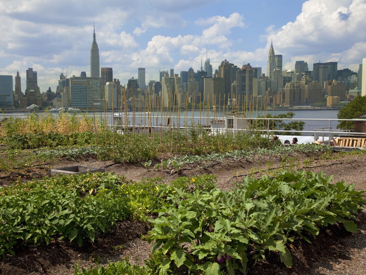 New York City S Best Urban Farms Brooklyn Grange And More Curbed Ny