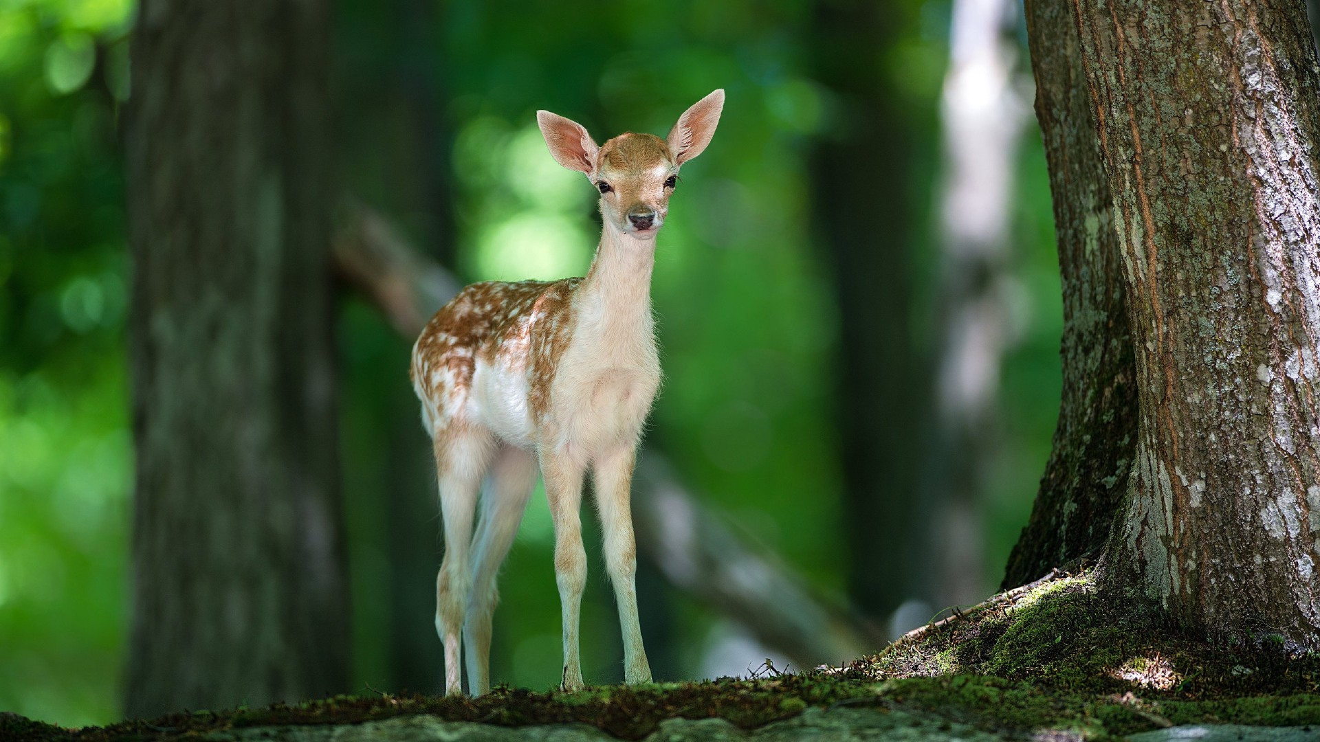 Deer Forest Cute Wild Animals Wallpaper