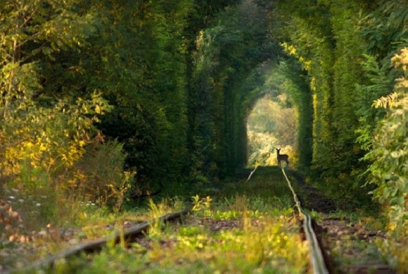 Post Image For Inspiration Tunnel Of Love