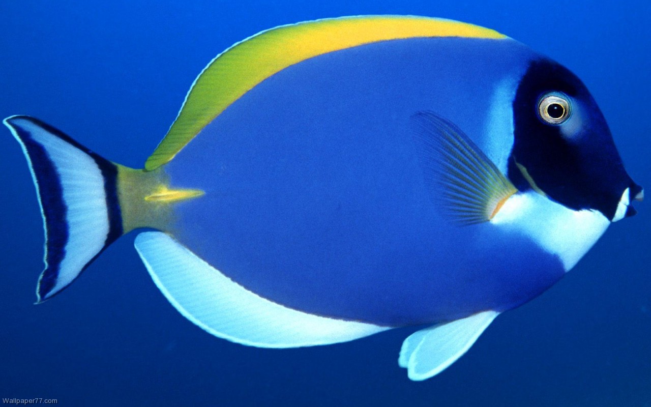 Blue Fish Close Up Wallpaper Ocean Sea Underwater Water