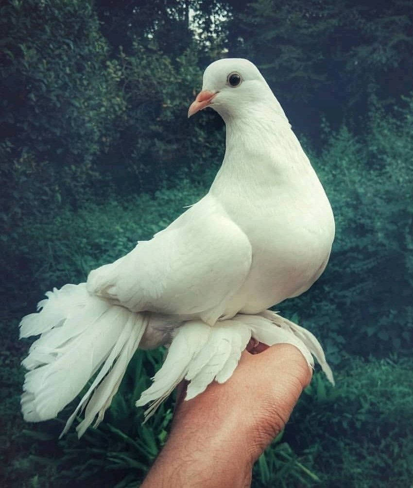 White Dove Wallpaper