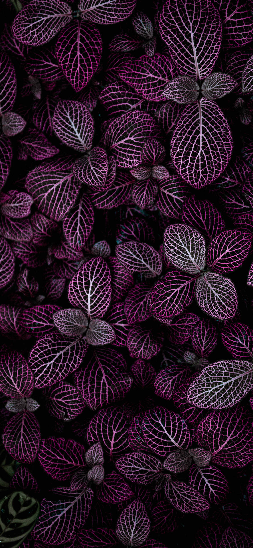 Get Connected To Nature With Plants iPhone Wallpaper