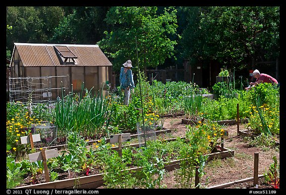 Vegetable Garden Wallpaper Rancho San