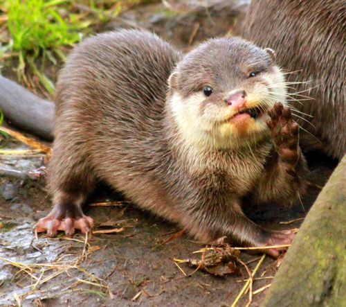 New Baby Otter Quintuplets For Edinburgh Inotternews