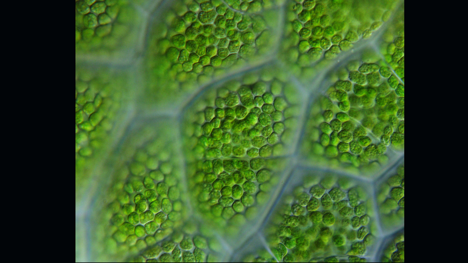 Botanical Wednesday Since We Were Extracting Chloroplasts In The