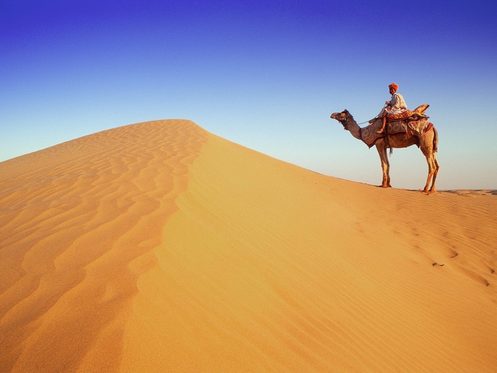 Rajasthan Camel In Desert Wallpaper HD