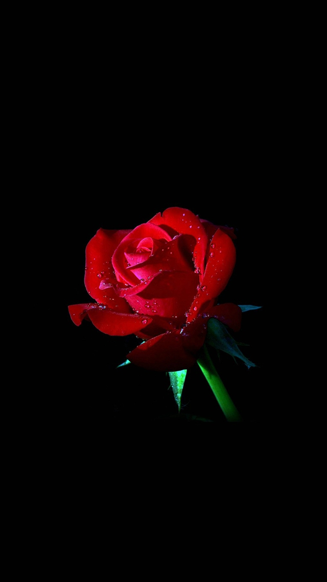 Red Rose Dark Flower Nature iPhone Wallpaper