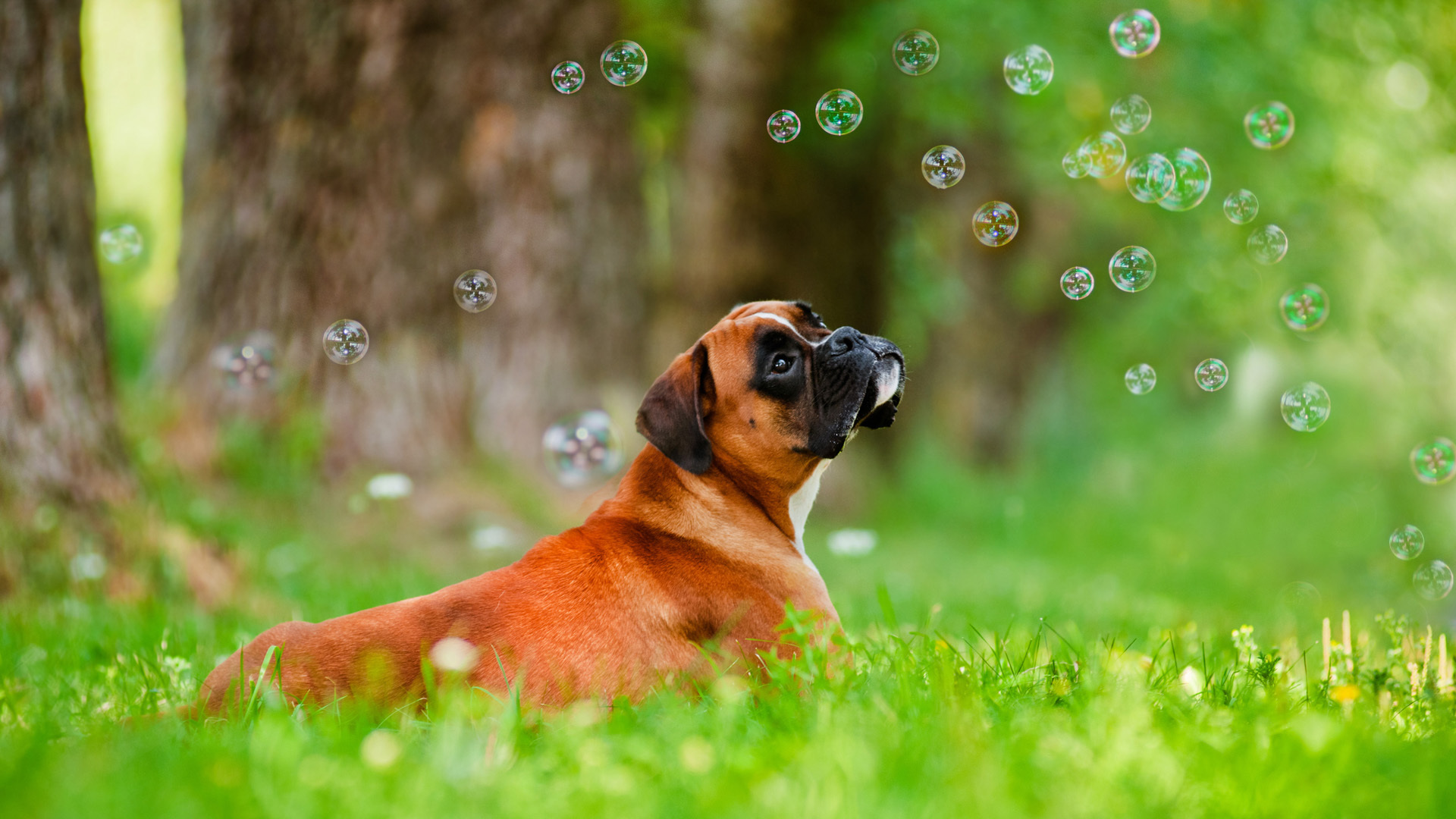 Beautiful Boxer And Soap Bubbles Wallpaper Image