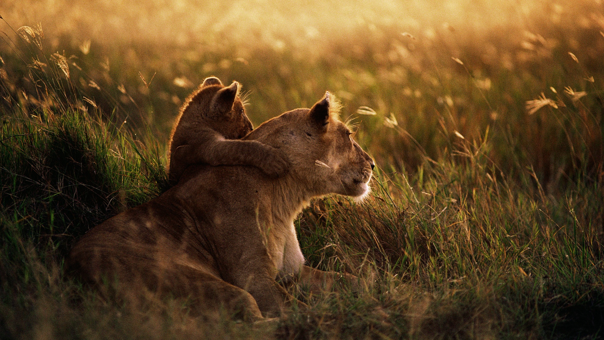 African Lion Wallpaper HD