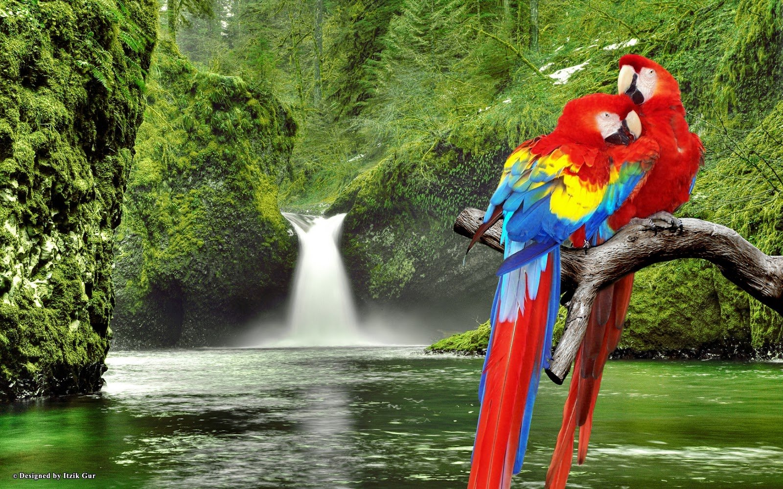 macaw parrots over waterfall by itzikgur d32s1d0jpg