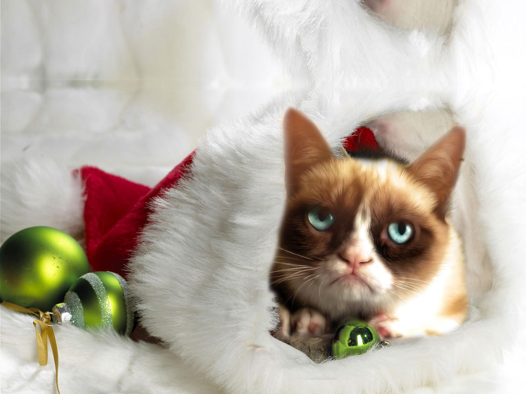 Grumpy Christmas Cat Wallpaper