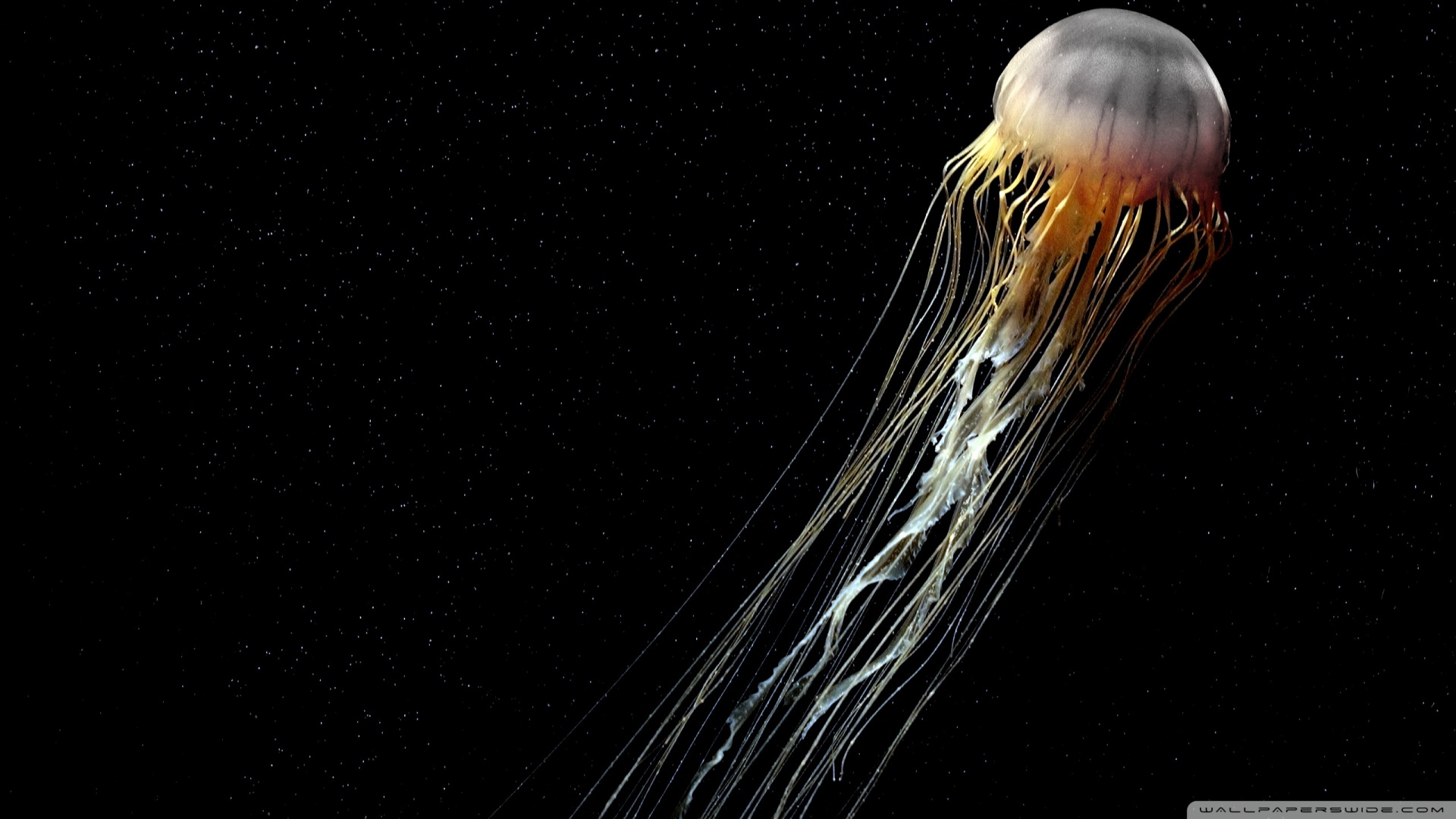 Beautiful Jellyfish Wallpaper Moving Image