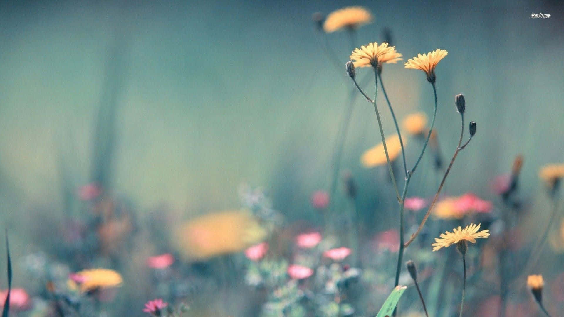 Wildflowers X Kfq42y2yt5s5hm78 Wallpaper